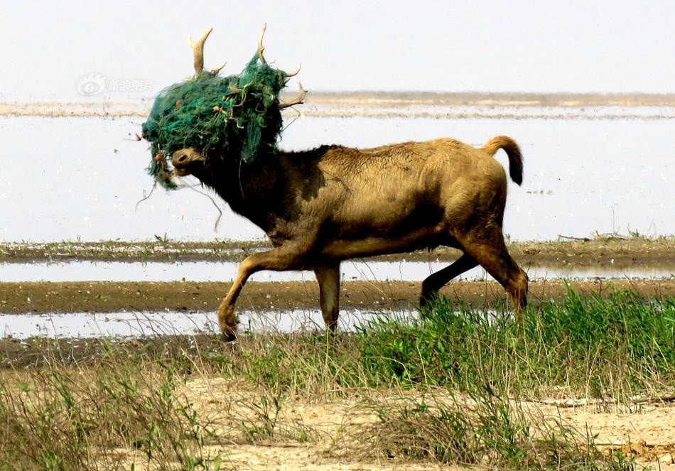 Luoi tom 15kg cuon chat dau, huou duc hoang loan