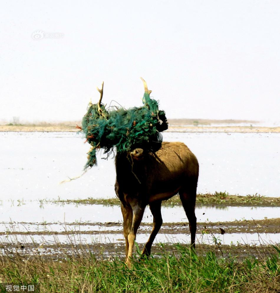 Luoi tom 15kg cuon chat dau, huou duc hoang loan-Hinh-2