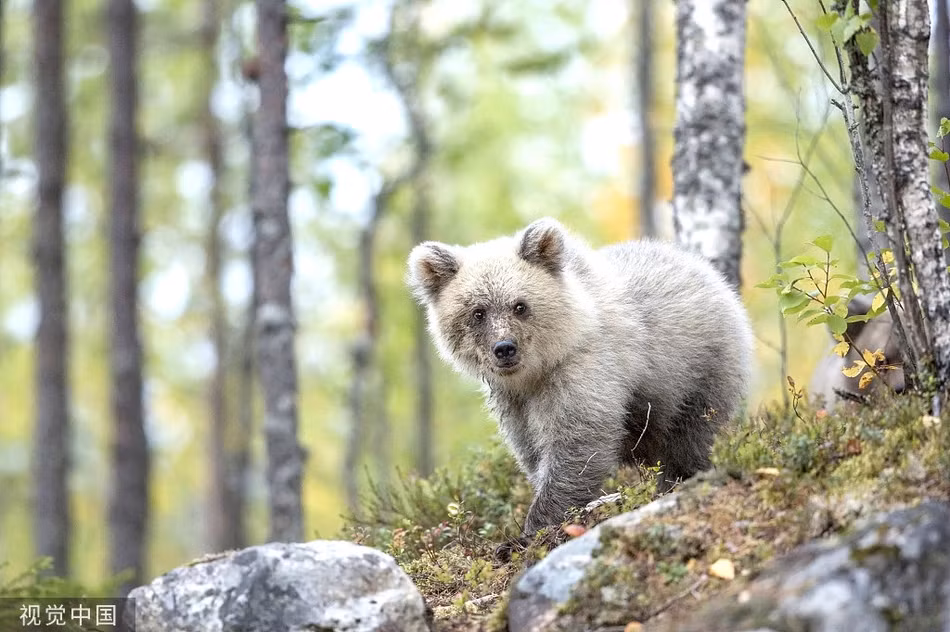 La lung gau trang cuc hiem nhu con lai gau Bac cuc va gau nau-Hinh-3