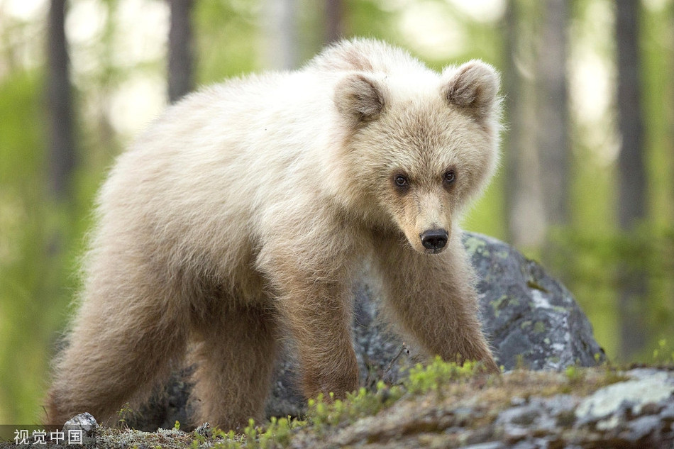 La lung gau trang cuc hiem nhu con lai gau Bac cuc va gau nau-Hinh-2