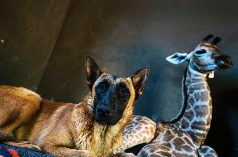 Chuyen yeu thuong: Huou cao co mo coi duoc cho chan cuu nang do-Hinh-4