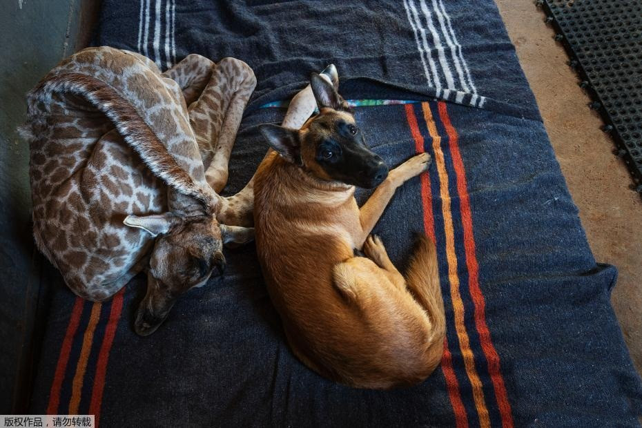 Chuyen yeu thuong: Huou cao co mo coi duoc cho chan cuu nang do-Hinh-2