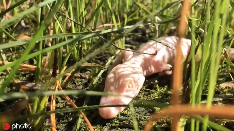 Mỗi khi xúc động, những con cá sấu bạch tạng quý hiếm này lại ré lên, như muốn nói chuyện với những nhân viên chăm sóc chúng.