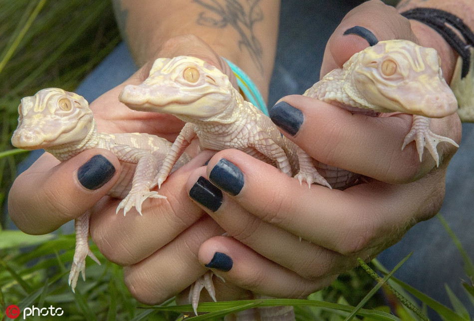 Như vậy, ba con cá sấu bạch tạng ở Orlando, Florida đã chiếm 1/4 số cá sấu bạch tạng trên thế giới.