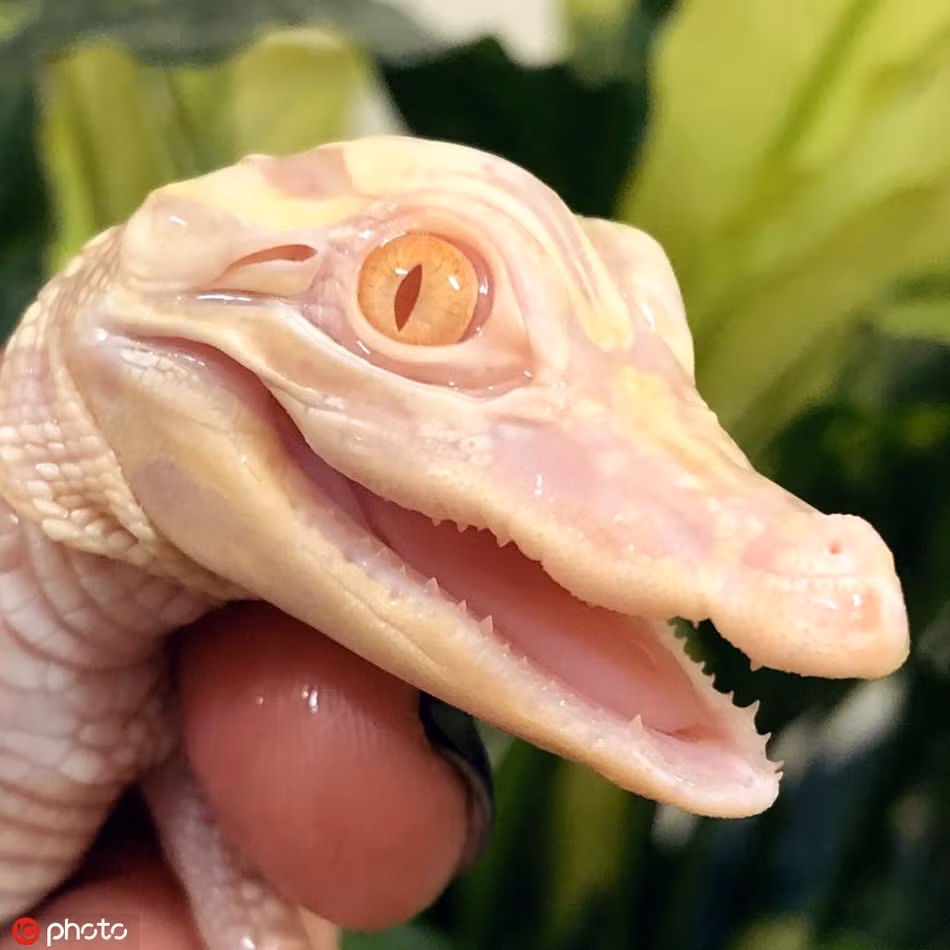 Theo cô Savannah, những con cá sấu màu trắng nhạt vẫn chưa được đặt tên.