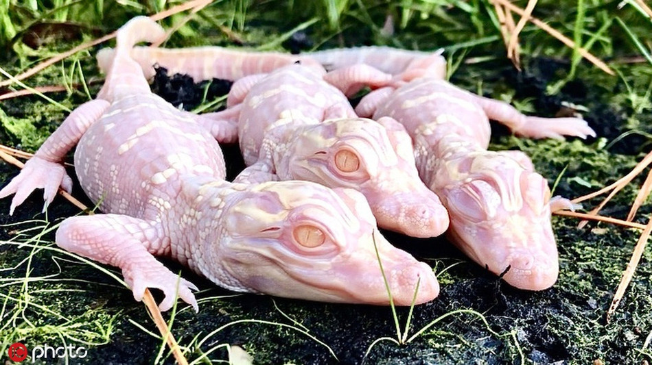 Mới đây, cô Savannah Boan, làm việc tại một trang trại cá sấu ở Orlando, Florida, Mỹ công bố những hình ảnh ấn tượng về bộ ba cá sấu bạch tạng quý hiếm còn bé xíu.