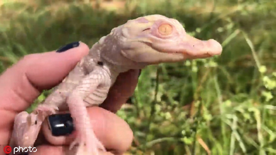 Chúng mới chỉ được hai tháng tuổi, rất hiếu động và tò mò với thế giới xung quanh.