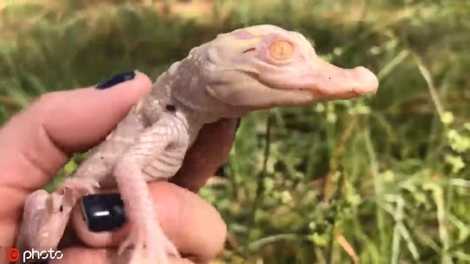 Chúng mới chỉ được hai tháng tuổi, rất hiếu động và tò mò với thế giới xung quanh.