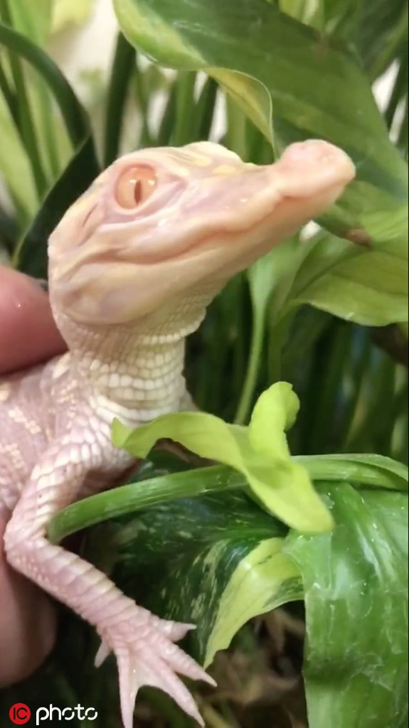 Cô Savannah cho biết, những con cá sấu bạch tạng là những con cá sấu hiếm nhất thế giới. Ước tính, hiện chỉ có khoảng 12 con cá sấu bạch tạng, phân bố khắp nơi trên thế giới.