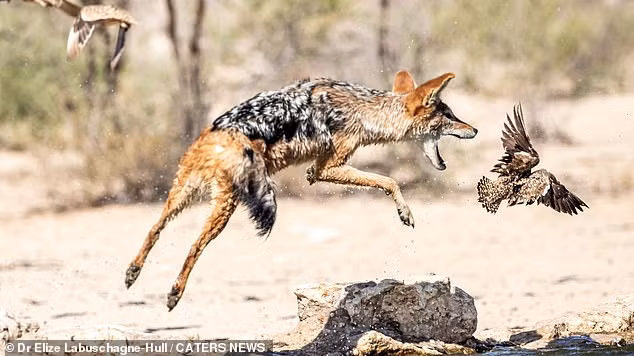Cả chó rừng và chó sói Bắc Mỹ đều là những loài ăn thịt cơ hội, chúng săn bắt các động vật kích thước nhỏ tới trung bình và cũng là các loài động vật ăn xác thối.