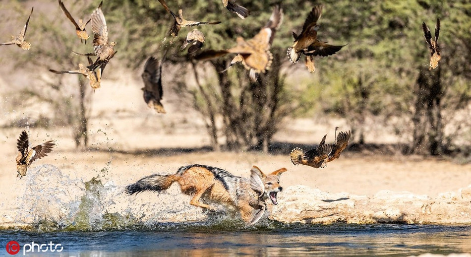 Nhiếp ảnh gia Elize cho biết, cô đã chịu đựng cái nóng khủng khiếp chỉ để chụp những hình ảnh chân thực này, thế nhưng cô cảm thấy vô cùng xứng đáng.
