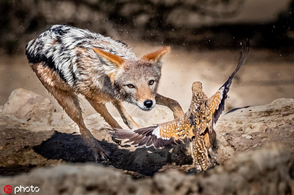 Theo chia sẻ của nhiếp ảnh gia, từ sáng sớm, con chó rừng ranh mãnh đã rình rập những con gà cát rất lâu. Đến khi thấy gà cát mất cảnh giác, chăm chú uống nước, chó rừng mới bắt đầu hành động.