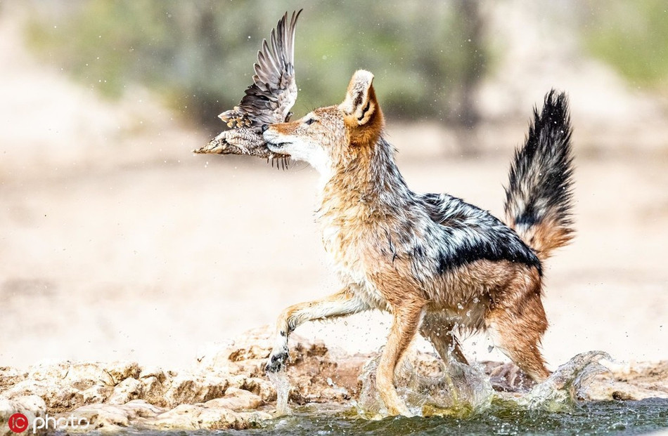 Nó lao vào giữa đàn gà cát, xông tới những con gà cát phản ứng chậm, chưa kịp bay lên và cắn lấy con mồi rất chính xác.