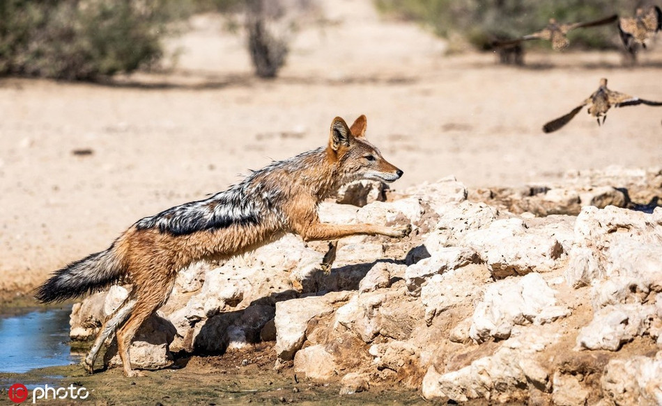 Bí quyết thành công của chó rừng chính là thật tập trung, biết dồn sức và hành động quyết đoán, nhanh nhẹn.