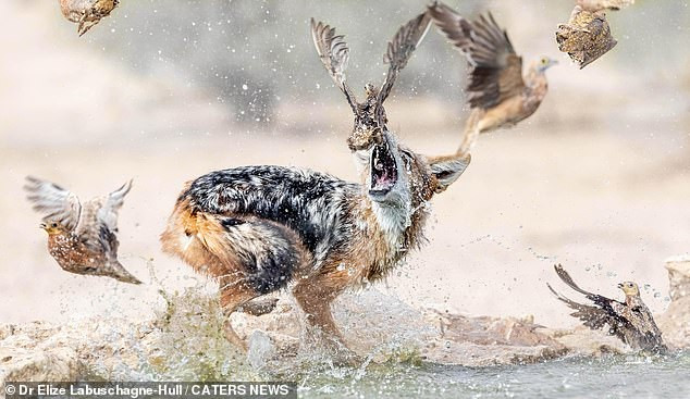 Được biết, chó rừng còn được so sánh với chó sói Bắc Mỹ do ngoại hình tương tự và bản chất săn mồi của chúng