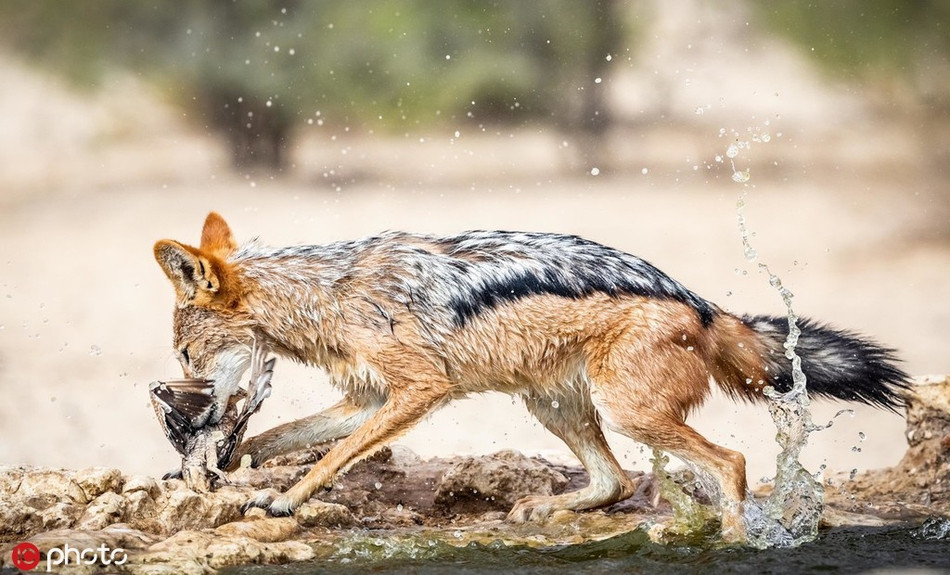 Sau khi săn được con mồi, chó rừng sẽ thong thả rời khỏi hố nước, tìm đến nơi râm mát để thưởng thức bữa ăn nhẹ ngon miệng.