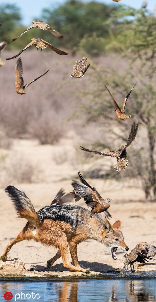 Chó rừng cũng ngủ trưa và có giờ ăn trưa. Nó thường trốn sau một bụi cây hoặc đằng sau bức tường của con đập, sau đó bất ngờ lao ra, khi những con chim khát nước, chỉ tập trung vào việc uống nước.