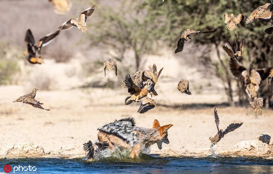 Theo quan sát của nhiếp ảnh gia Elize, con chó rừng này làm chủ khu vực này, nó dường như là kẻ cai trị trong khu vực.