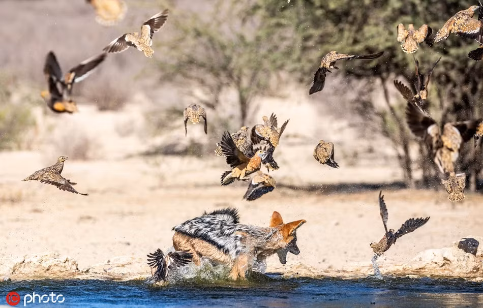 Theo quan sát của nhiếp ảnh gia Elize, con chó rừng này làm chủ khu vực này, nó dường như là kẻ cai trị trong khu vực.
