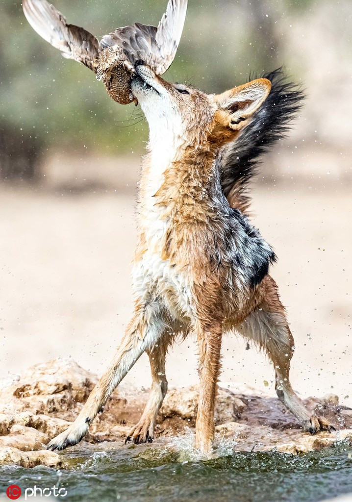 Mới đây, tại công viên quốc gia Kgalagadi vùng giữa biên giới Nam Phi và Botswana, nhiếp ảnh gia Elize Labuschagne-Hull ghi được những hình ảnh vô cùng ấn tượng và sống động về màn săn mồi đỉnh cao của một con chó rừng.
