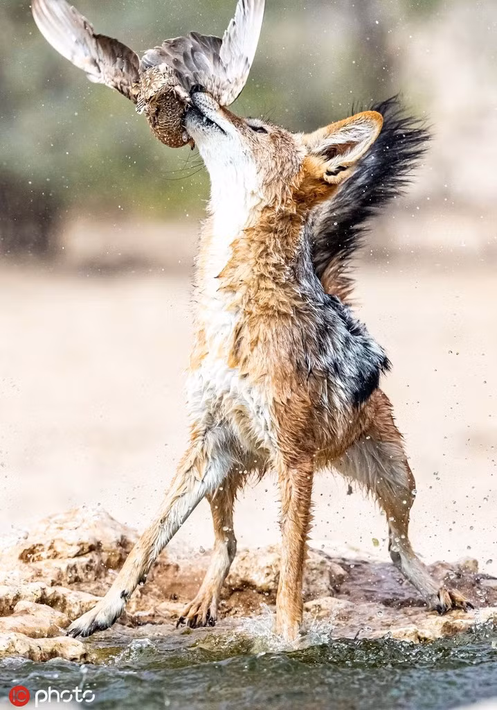 Mới đây, tại công viên quốc gia Kgalagadi vùng giữa biên giới Nam Phi và Botswana, nhiếp ảnh gia Elize Labuschagne-Hull ghi được những hình ảnh vô cùng ấn tượng và sống động về màn săn mồi đỉnh cao của một con chó rừng.