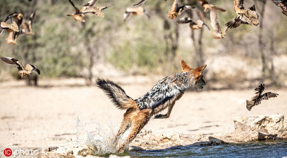 Bắt đúng thời cơ khi những con chim cúi đầu xuống uống nước, chó rừng mới lao ra như tên bắn, bật người lên không trung, tóm gọn con mồi một cách vô cùng chính xác.
