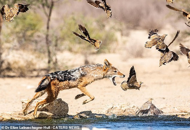 Theo tìm hiểu, vốn có quan hệ gần gũi hơn với chó sói, chó sói Bắc Mỹ và chó nhà, chó rừng (Jackal) từng được dùng để gọi các loài thuộc chi Chó có kích thước nhỏ và trung bình.