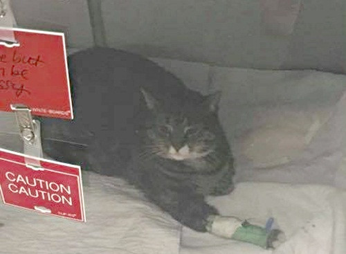 Cuu meo bi thuong, nguoi phu nu duoc bao an mot cach ky dieu-Hinh-2