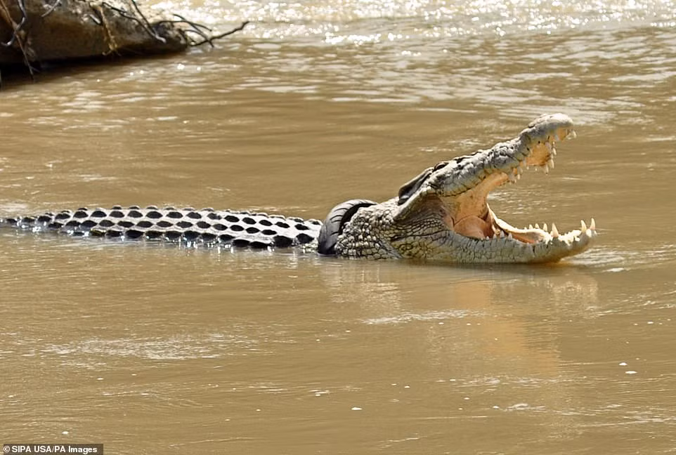 Ca sau va chiec vong co lop xe tu than gay am anh