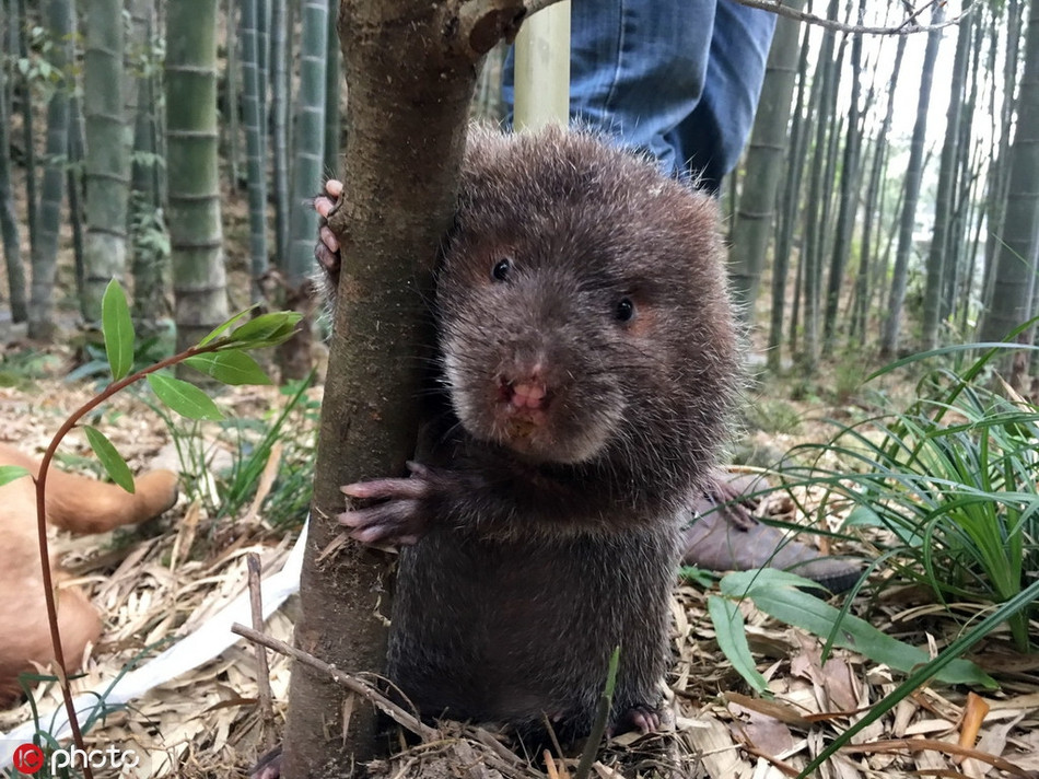Chuột tre vô cùng nhút nhát khi phát hiện có người theo dõi và chụp ảnh mình. Nó cố gắng nấp sau một thân cây nhưng vì quá béo, càng nấp lại càng lộ.