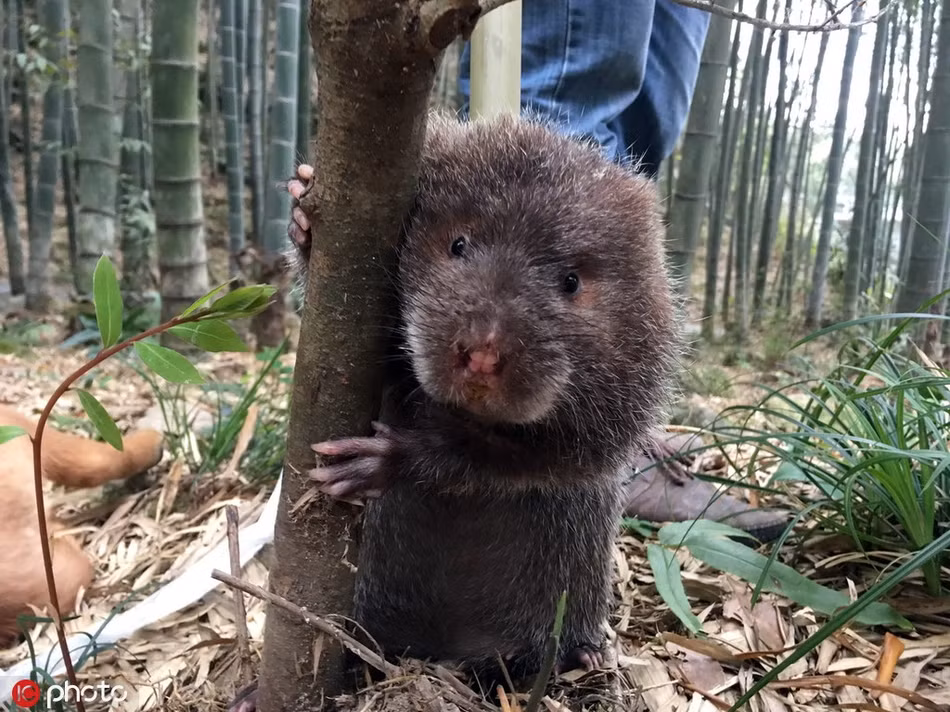 Chuột tre vô cùng nhút nhát khi phát hiện có người theo dõi và chụp ảnh mình. Nó cố gắng nấp sau một thân cây nhưng vì quá béo, càng nấp lại càng lộ.