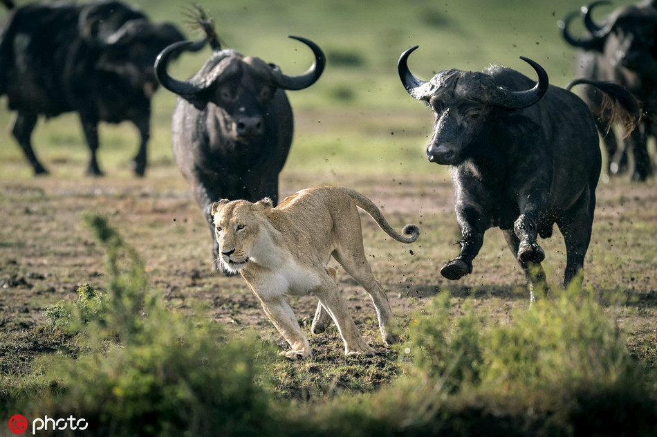 Săn giết trâu rừng, cuối cùng sư tử lại bị cả đàn trâu dồn đuổi lại, vô cùng xấu hổ.