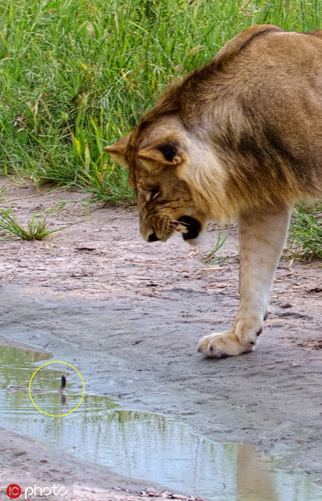 Giật mình bởi sự xuất hiện bất ngờ của rắn nhỏ, vua sư tử vô cùng cáu tiết vì mất mặt.