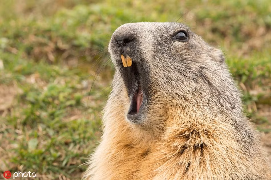 Vừa ra khỏi hang đã thấy rất nhiều máy ảnh chĩa về mình, sóc Marmota choáng váng, thể hiện dáng vẻ không ngờ.