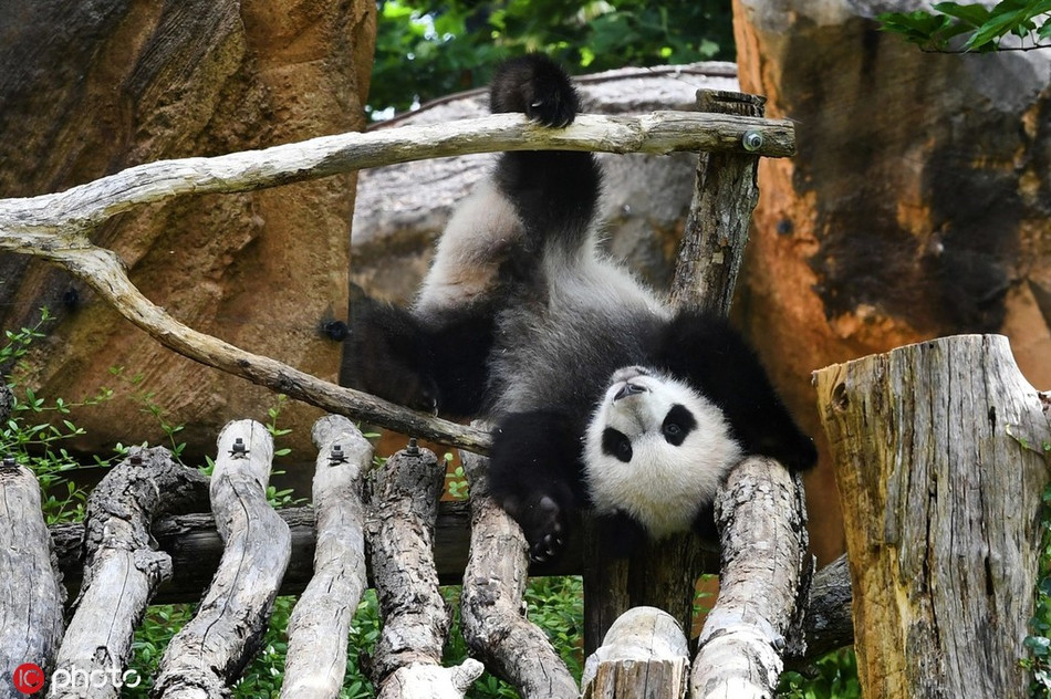 Gấu trúc vốn định thể hiện tài nhào lộn của mình, không ngờ cuối cùng lại tự mình làm xấu mặt.