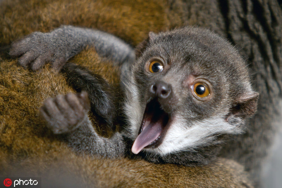 Vượn cáo đang ngáp thì bị nhiếp ảnh gia chụp ảnh. Khuôn mặt của nó ánh lên sự tức giận pha lẫn ngạc nhiên, rất đáng yêu.