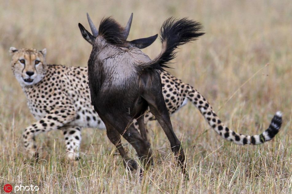 Bị dồn đuổi đến cùng, linh dương đầu bò tức nước vỡ bờ, nó quay ngược trút giận lên báo đốm, quyết tâm đâm thủng bụng kẻ săn mồi. Hành động bất thường của loài động vật hoang dã khiến báo đốm sợ hãi, quay người bỏ chạy đầy mất mặt.