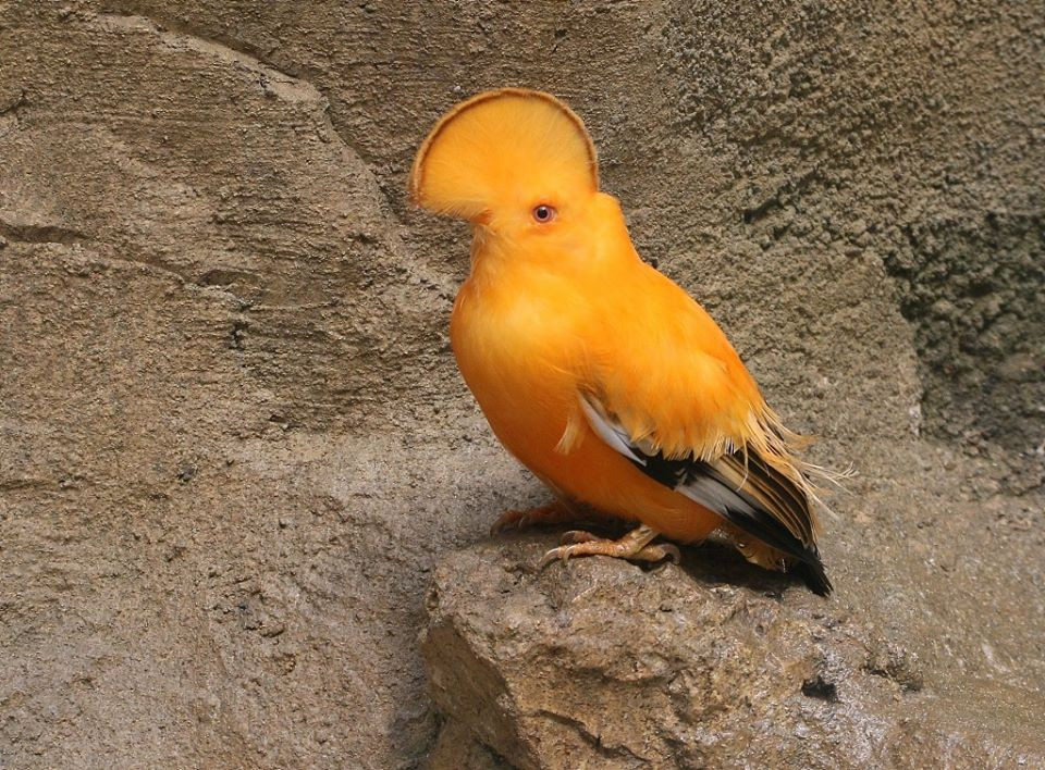 Chim mao gay lu lan vi ngoai hinh 