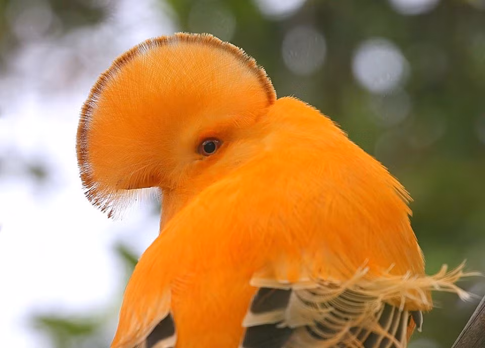 Chim mao gay lu lan vi ngoai hinh 