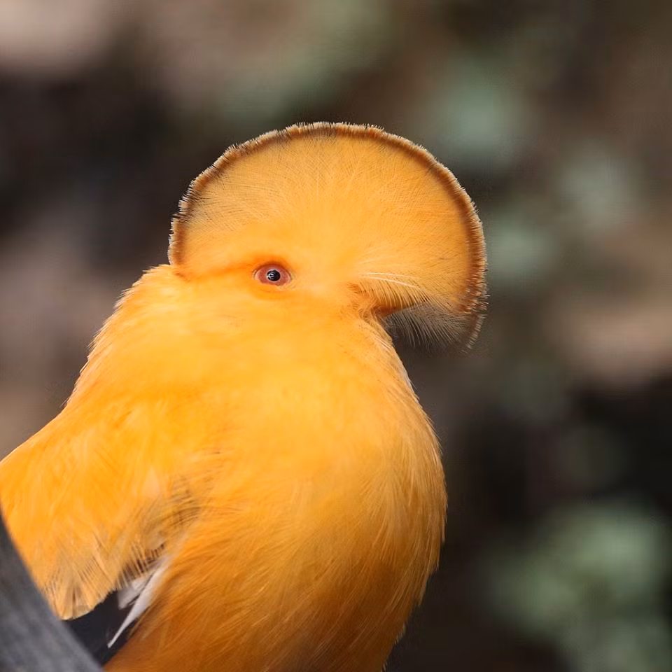 Chim mao gay lu lan vi ngoai hinh 