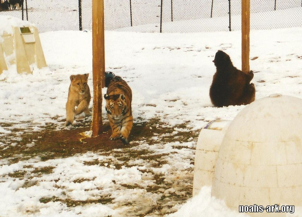 Vào năm 2001, cảnh sát đột kích vào nhà một kẻ buôn ma túy ở Atlanta, Georgie. Tại tầng hầm, bắt gặp cảnh tượng đau lòng. Ba con vật được mệnh danh là mãnh thú săn mồi là gấu nâu, sư tử và hổ đang run rẩy, sợ hãi, bị nhốt vào các chuồng khác nhau. Tất cả đều còn rất bé nhỏ.