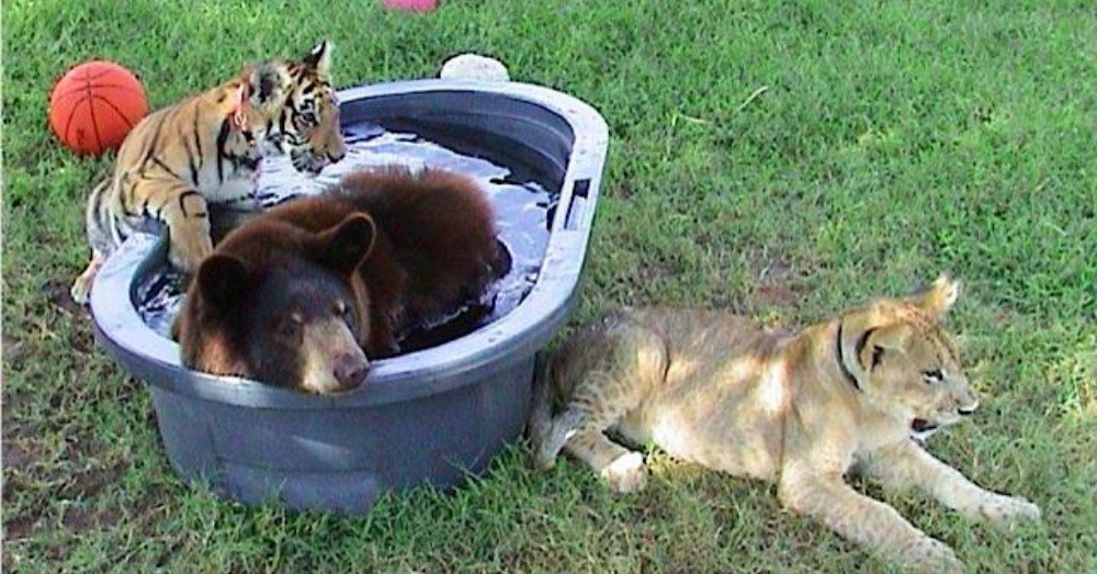 Theo thông tin từ cảnh sát, con sư tử nhỏ bị nhét vào thùng gỗ với đầy vết thương trên cơ thể, hổ nhỏ thì hốc hác, gầy trơ xương và gấu nâu thì bị xích lại, kiệt quệ, run rẩy, trông vô cùng thảm hại.