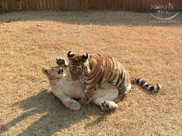 Nhưng kể từ giây phút đó, cơn ác mộng của bộ ba đã kết thúc. Sau khi được tìm thấy, cả ba đã được đưa đến khu bảo tồn động vật Noahs Ark để chăm sóc, nuôi dưỡng.