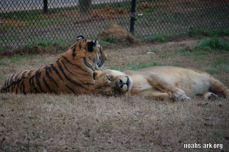 Năm 2018, Shere Khan cũng bệnh nặng mà từ giã cõi đời. Trước khi mất, Shere Khan luôn gần gũi Baloo, như muốn an ủi Baloo đừng quá đau buồn.