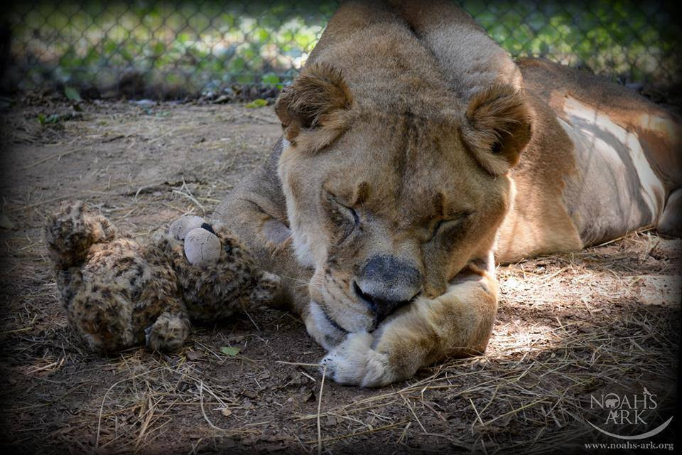 Đến thời điểm hiện tại, chỉ còn Baloo sống cô độc tại trung tâm bảo tồn. Nhìn Baloo, các nhân viên không khỏi xót xa, đau lòng và nuối tiếc về một tình bạn, tình thân gắn bó của bộ ba BLT. Thế nhưng tất cả mọi người đều biết rằng, bộ ba BLT đã sống một cuộc sống rất đẹp, tình bạn kỳ lạ và đẹp vô cùng của Baloo, Shere Khan và Tiger sẽ luôn được ghi nhớ và nhắc lại mãi mãi.