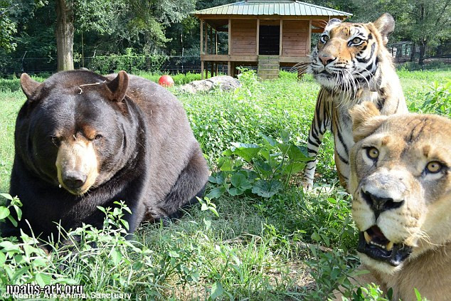 Baloo là một chú gấu vui tươi, rất thích trêu chọc Leo bằng những cú cắn đùa nhẹ nhàng.