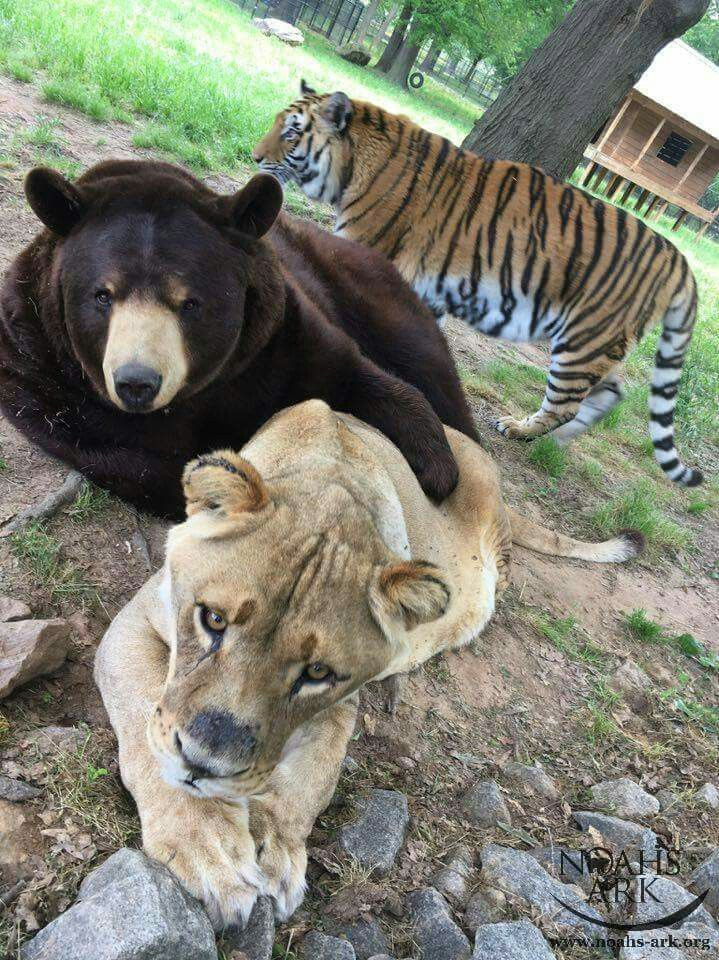 Lần đầu đến khu bảo tồn, bộ ba sợ hãi, đau đớn và bám dính lấy nhau để tìm chút cảm giác an toàn. Chúng cũng được đặt tên riêng, theo tên của những nhân vật nổi tiếng. Gấu Baloo, hổ Shere Khan và sư tử Leo.