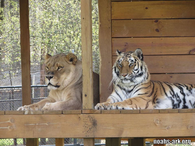 Shere Khan trìu mến có sở thích rúc vào anh gấu Baloo và anh sư tử Leo. Tuy nhiên, chú hổ này cũng là người rất thích trêu chọc và chơi khăm hai anh của mình.