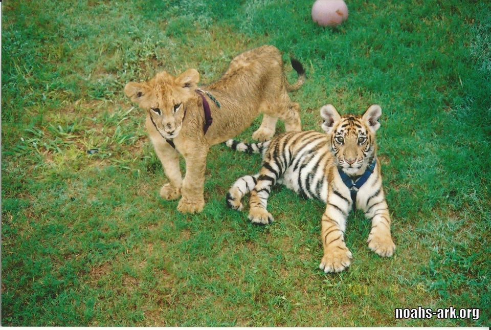 Thời điểm được tìm thấy, bộ ba gấu, sư tử và hổ đều ở trong tình trạng suy kiệt về thể chất lẫn tinh thần. Chúng thậm chí còn bị cả ký sinh trùng lây nhiễm qua những vết thương hở trên mặt.