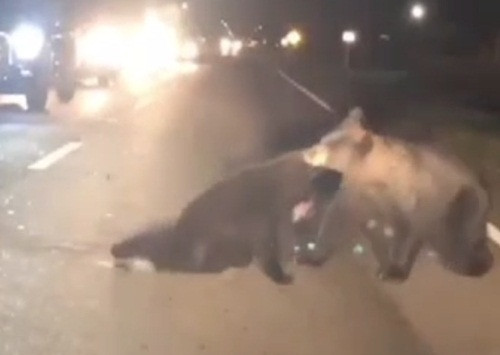 Gấu con bị xe đâm, gấu mẹ vật vã lay con tỉnh đầy xót xa Gau con bi xe dam, gau me vat va lay con tinh day xot xa